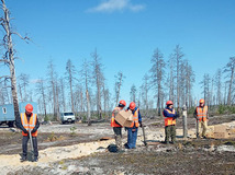 При лесовосстановлении на Крайнем Севере в приоритете хвойные породы деревьев