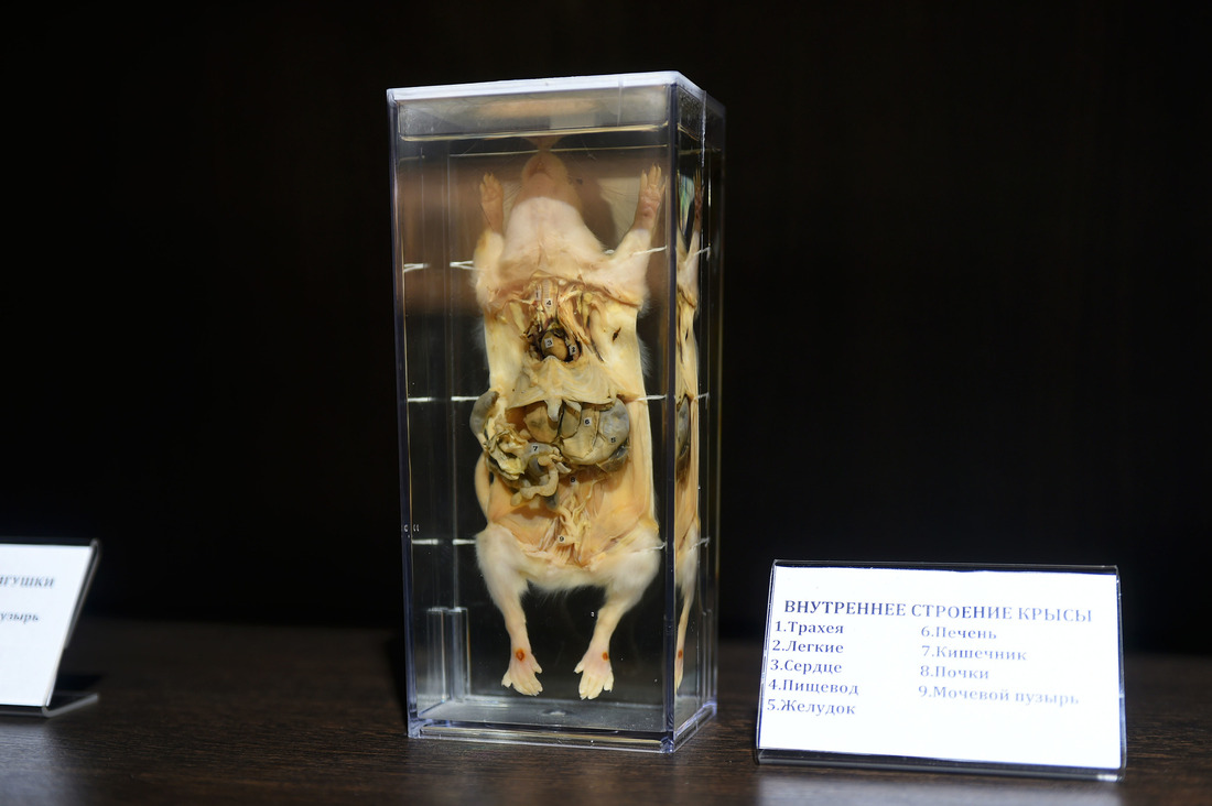 Экспонат, демонстрирующий внутреннее строение крысы